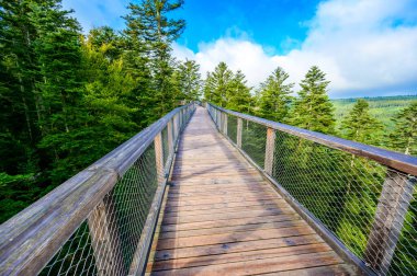 Kara Orman 'da 40 metre yüksekliğindeki Gözcü Kulesi ile Ağaç Tepesi yürüyüşü Sommerberg, Bad Wildbad - Almanya' da seyahat noktası