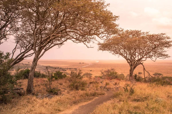 Πανόραμα Θέα Στο Όμορφο Θάμνο Σαβάνα Serengeti Στο Ηλιοβασίλεμα Τανζανία — Φωτογραφία Αρχείου