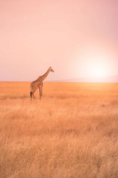 Gün Batımında Savannah Serengeti Ulusal Parkı Nda Yalnız Zürafa Tanzanya — Stok fotoğraf