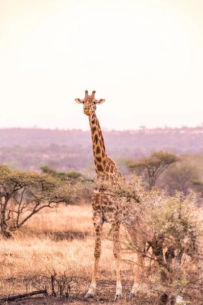 Lonely Giraffe Savannah Serengeti National Park Sunset Wild Nature Tanzania — Stock Photo, Image