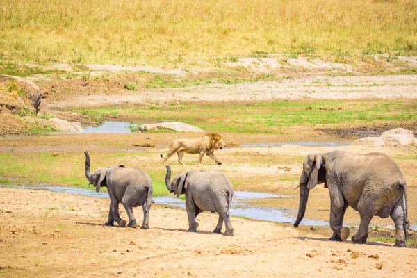 タンザニアのタランジェ国立公園のウォーターホールでゾウとライオンの家族 アフリカのサファリ — ストック写真