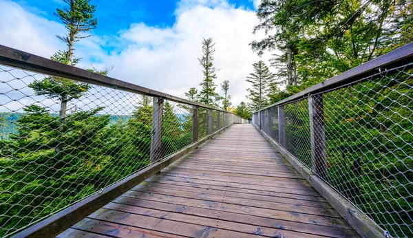 Treetop Paseo Selva Negra Con 40M Altura Mirador Torre Situada — Foto de Stock