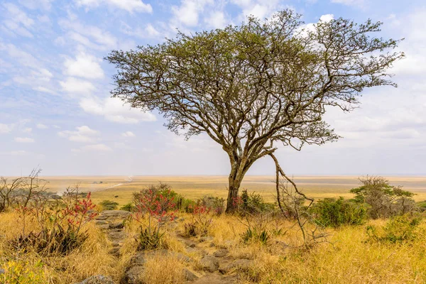 Panorama Vista Para Bela Savana Arbusto Serengeti Tanzânia Safari Deserto — Fotografia de Stock