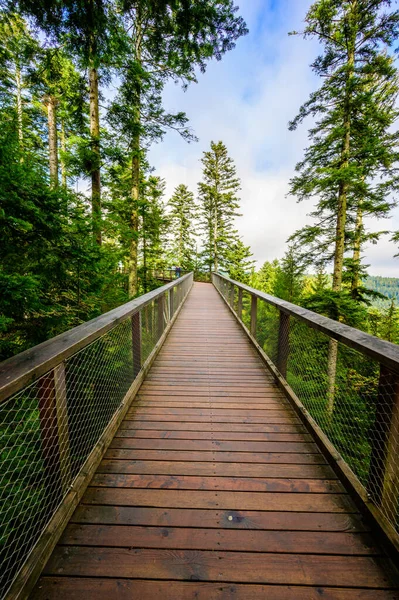 Stromový Chodník Černém Lese 40M Vysokou Rozhlednou Sommerbergu Bad Wildbad — Stock fotografie