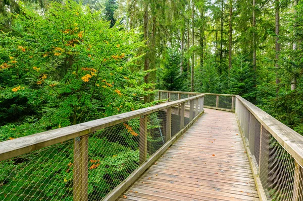 Treetop Paseo Selva Negra Con 40M Altura Mirador Torre Situada — Foto de Stock