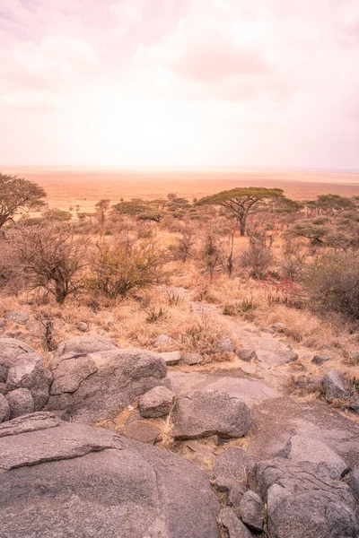 Güneş Batarken Serengeti Nin Güzel Çayırlarına Panorama Manzarası Tanzanya Afrika — Stok fotoğraf
