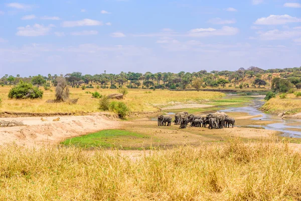 탄자니아 아프리카의 공원에 물웅덩이에 코끼리와 — 스톡 사진
