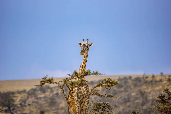 Giraffa Solitaria Nel Parco Nazionale Della Savana Serengeti Tramonto Natura — Foto Stock