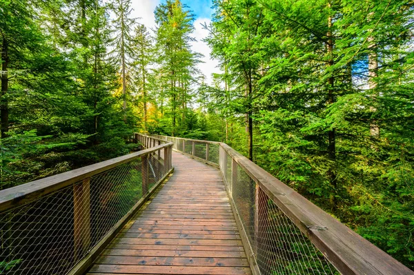 Stromový Chodník Černém Lese 40M Vysokou Rozhlednou Sommerbergu Bad Wildbad — Stock fotografie