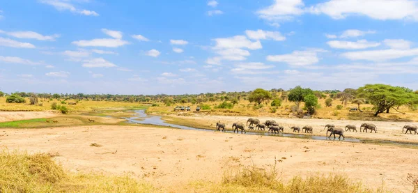 Family Elephants Lions Waterhole Tarangire National Park Tanzania Safari Africa — Stock Photo, Image