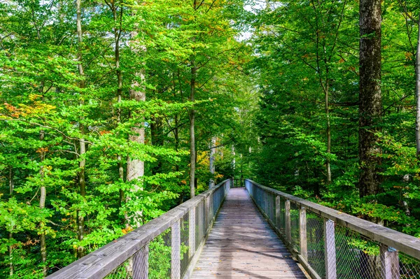 Treetop Caminhada Floresta Negra Com 40M Altura Lookout Torre Localizada — Fotografia de Stock