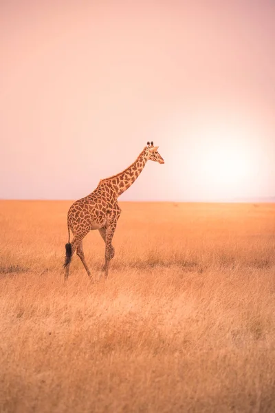 Eenzame Giraf Het Savanne Serengeti National Park Bij Zonsondergang Wilde — Stockfoto