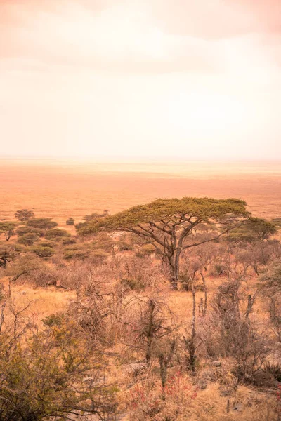 Πανόραμα Θέα Στο Όμορφο Θάμνο Σαβάνα Serengeti Στο Ηλιοβασίλεμα Τανζανία — Φωτογραφία Αρχείου