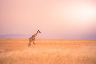 Gün batımında Savannah Serengeti Ulusal Parkı 'nda yalnız zürafa. Tanzanya 'nın vahşi doğası, Afrika. Safari Seyahat Hedefi.