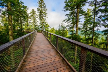Kara Orman 'da 40 metre yüksekliğindeki Gözcü Kulesi ile Ağaç Tepesi yürüyüşü Sommerberg, Bad Wildbad - Almanya' da seyahat noktası