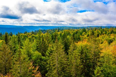 Bald Wildbad 'daki Kara Orman - sonbaharda ormandaki ağaçların güzel renkleri - Almanya' da seyahat yeri