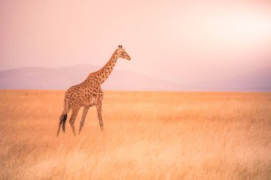 Gün batımında Savannah Serengeti Ulusal Parkı 'nda yalnız zürafa. Tanzanya 'nın vahşi doğası, Afrika. Safari Seyahat Hedefi.