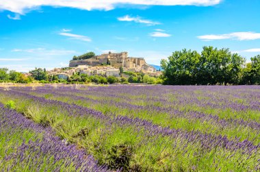 Gordes köyündeki lavanta tarlaları, Fransa 'nın Provence şehrinde küçük bir ortaçağ kasabası..