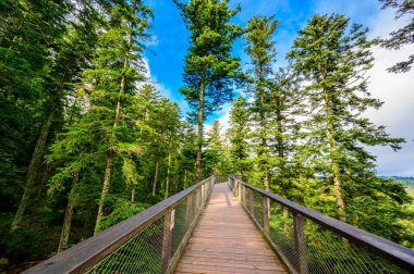 Kara Orman 'da 40 metre yüksekliğindeki Gözcü Kulesi ile Ağaç Tepesi yürüyüşü Sommerberg, Bad Wildbad - Almanya' da seyahat noktası