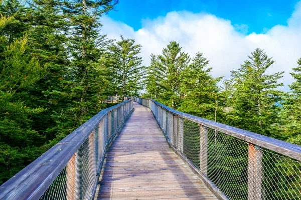 Treetop Caminhada Floresta Negra Com 40M Altura Lookout Torre Localizada — Fotografia de Stock