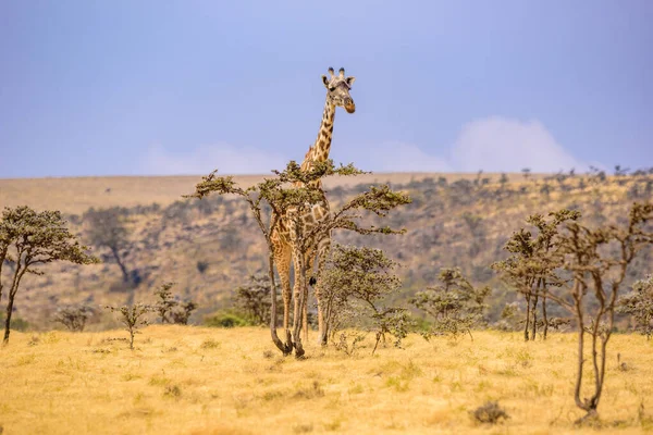 Gün Batımında Savannah Serengeti Ulusal Parkı Nda Yalnız Zürafa Tanzanya — Stok fotoğraf