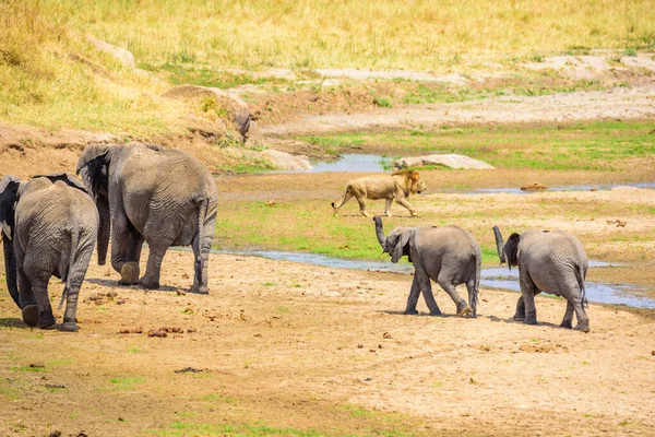 タンザニアのタランジェ国立公園のウォーターホールでゾウとライオンの家族 アフリカのサファリ — ストック写真