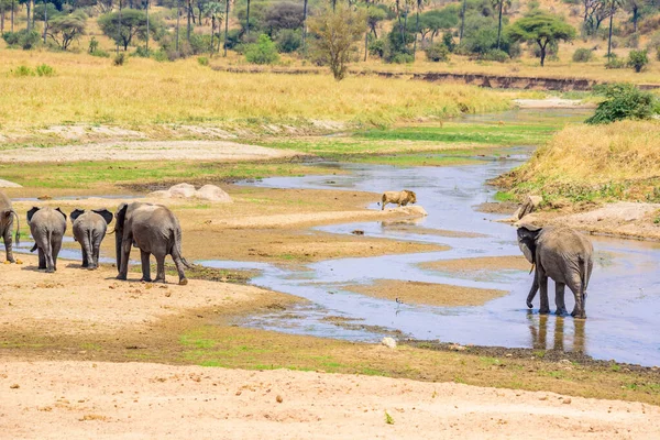 タンザニアのタランジェ国立公園のウォーターホールでゾウとライオンの家族 アフリカのサファリ — ストック写真