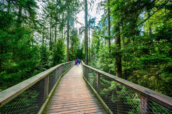 Treetop Paseo Selva Negra Con 40M Altura Mirador Torre Situada — Foto de Stock