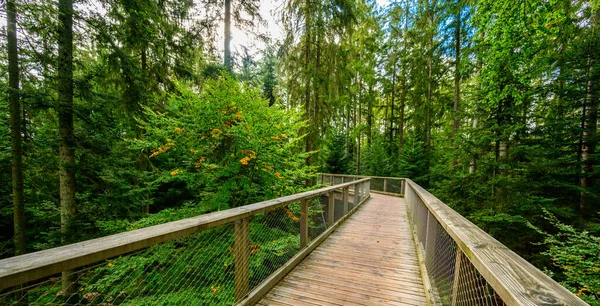 Treetop Paseo Selva Negra Con 40M Altura Mirador Torre Situada — Foto de Stock