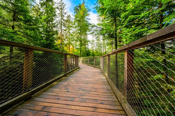 Treetop Caminhada Floresta Negra Com 40M Altura Lookout Torre Localizada — Fotografia de Stock