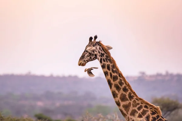 Gün Batımında Savannah Serengeti Ulusal Parkı Nda Yalnız Zürafa Tanzanya — Stok fotoğraf