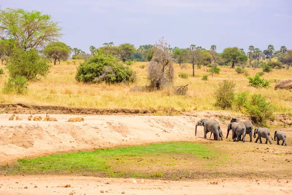 Tarangire Ulusal Parkı Ndaki Birikintisindeki Fil Aslan Ailesi Tanzanya Afrika — Stok fotoğraf