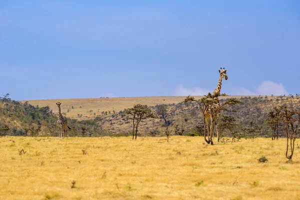 Eenzame Giraf Het Savanne Serengeti National Park Bij Zonsondergang Wilde — Stockfoto