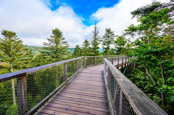 Treetop Paseo Selva Negra Con 40M Altura Mirador Torre Situada — Foto de Stock