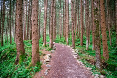 Bitmeyen yeşil kozalaklı ormanda, doğada dinlenme ve dinlenme, orman yolunda yürüme...