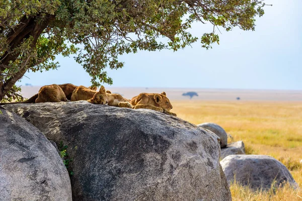 Grupp Unga Lejon Som Ligger Klippor Vacker Natur Savann Vid — Stockfoto