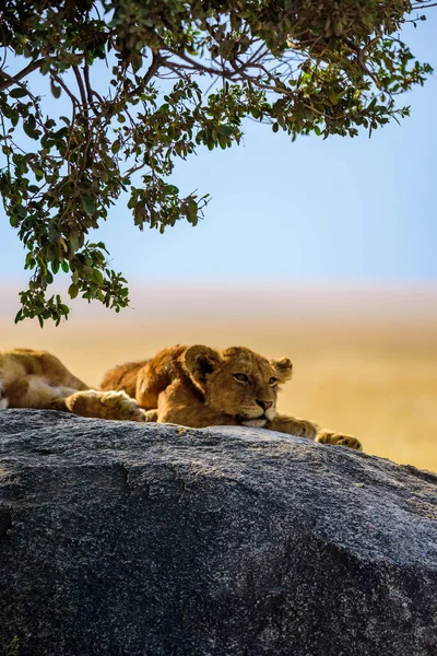 一群年轻的狮子躺在岩石上 日落时美丽的稀树草原风景 坦桑尼亚Masai Mara Serengeti国家公园的野生动物保护区 — 图库照片