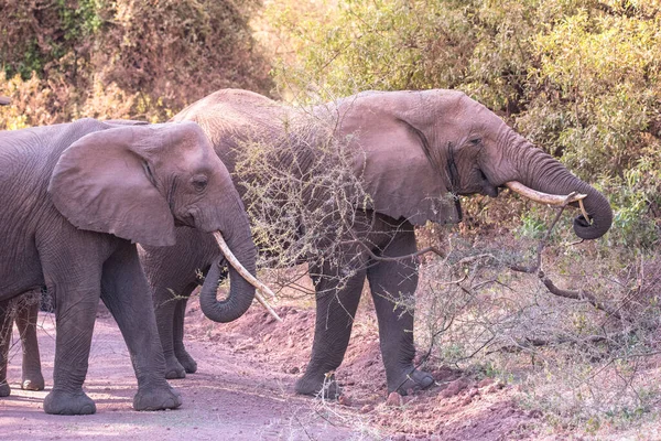 Elephant Beautiful Landscape Scenery Bush Savannah Game Drive Lake Manyara — Stock Photo, Image