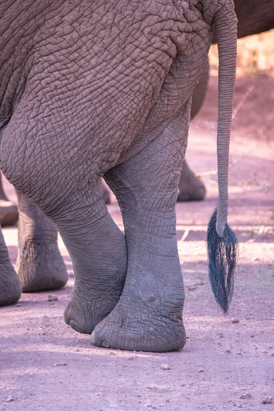 Elefant Der Wunderschönen Landschaft Der Buschsavanne Pirschfahrt Lake Manyara Nationalpark — Stockfoto