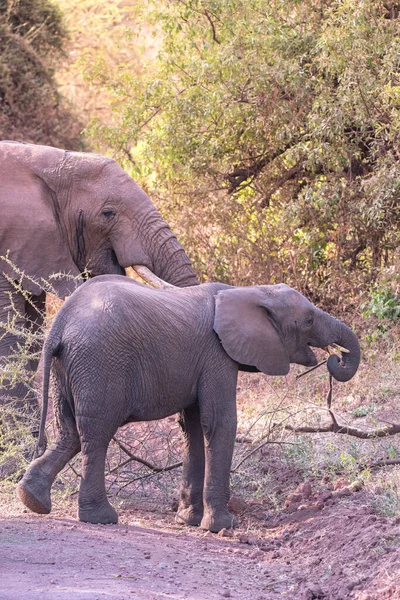 ブッシュサバンナの美しい風景の中に象 マニヤーラ湖国立公園 野生生物サファリ タンザニア アフリカのゲームドライブ — ストック写真