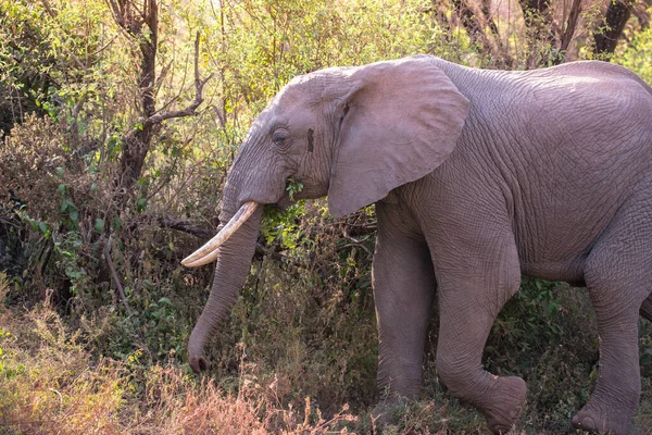 Elephant Beautiful Landscape Scenery Bush Savannah Game Drive Lake Manyara — Stock Photo, Image