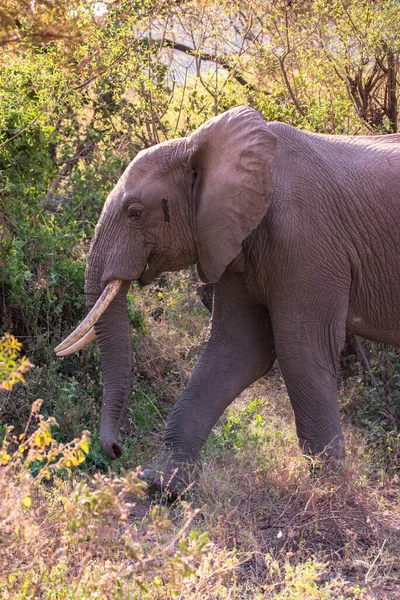 Elephant Beautiful Landscape Scenery Bush Savannah Game Drive Lake Manyara — Stock Photo, Image