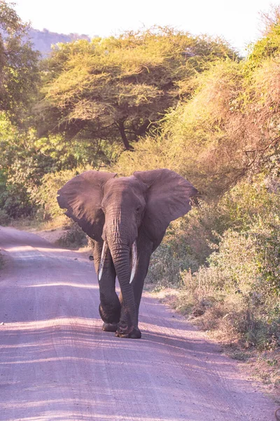 Elephant Beautiful Landscape Scenery Bush Savannah Game Drive Lake Manyara — Stock Photo, Image