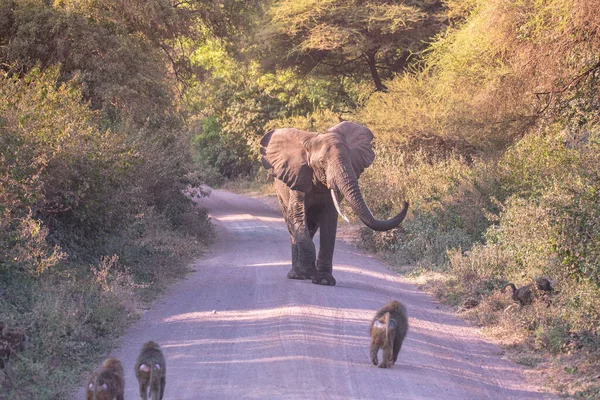 ブッシュサバンナの美しい風景の中に象 マニヤーラ湖国立公園 野生生物サファリ タンザニア アフリカのゲームドライブ — ストック写真