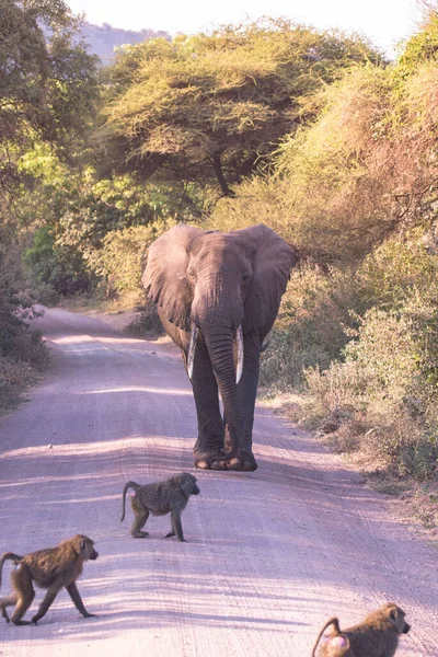 Elefanter Vackra Landskap Landskap Landskap Buske Savann Spelenhet Lake Manyara — Stockfoto