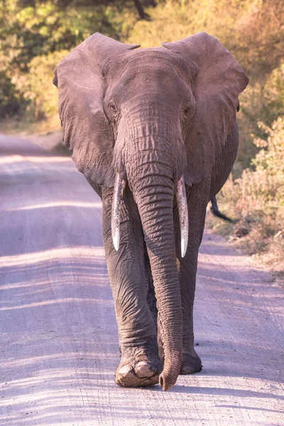 Elephant Beautiful Landscape Scenery Bush Savannah Game Drive Lake Manyara — Stock Photo, Image