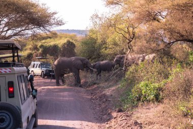 Güzel çalı manzaralı fil Manyara Gölü Milli Parkı, Vahşi Yaşam Safari, Tanzanya, Afrika 'da oyun gezisi
