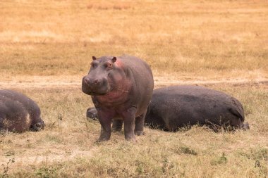 Çalı savanının güzel manzarasında su aygırı Ngorongoro Krateri Ulusal Parkı 'nda oyun gezisi, Vahşi Yaşam Safari, Tanzanya, Afrika