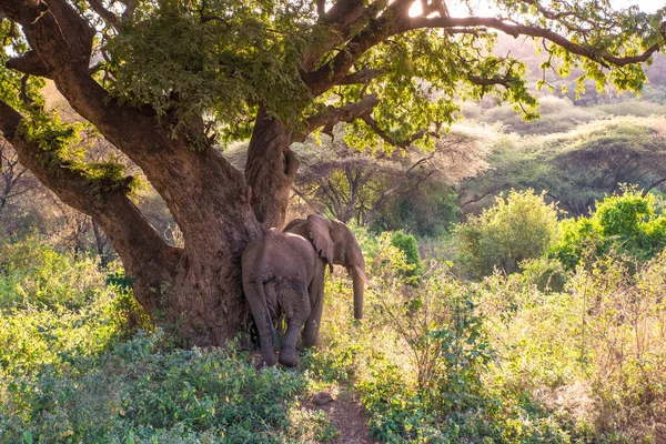 Elefanter Vackra Landskap Landskap Landskap Buske Savann Spelenhet Lake Manyara — Stockfoto