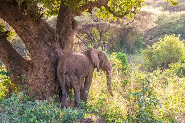 Elefanter Vackra Landskap Landskap Landskap Buske Savann Spelenhet Lake Manyara — Stockfoto